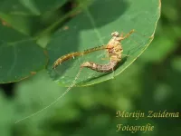 Haften [Ephemeroptera]